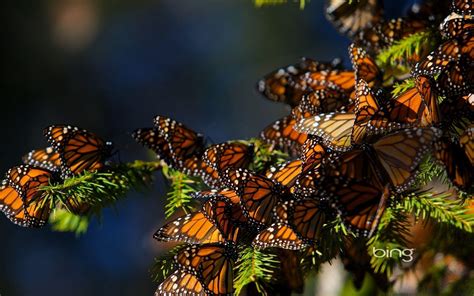 Monarch Butterfly Wallpapers - Wallpaper Cave