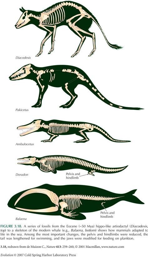 Scientific Illustration : Photo Animal Skeletons, Megafauna, Paleo Art ...