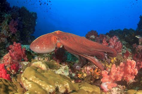 7 Clever Behaviors of Octopuses