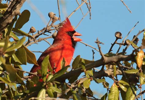 Male Cardinal Singing In Tree Free Stock Photo - Public Domain Pictures