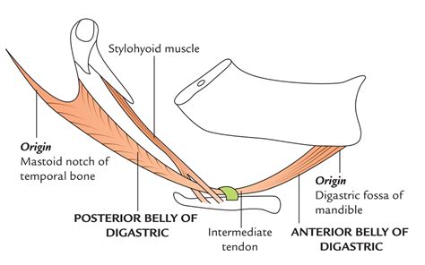 Digastric Muscle – Earth's Lab