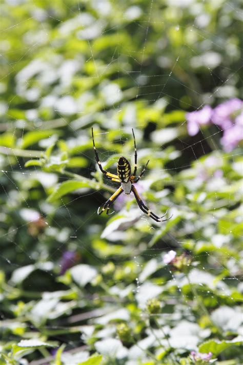 Spider On A Bush Free Stock Photo - Public Domain Pictures