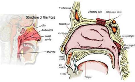 Structure of nasal cavity | Download Scientific Diagram