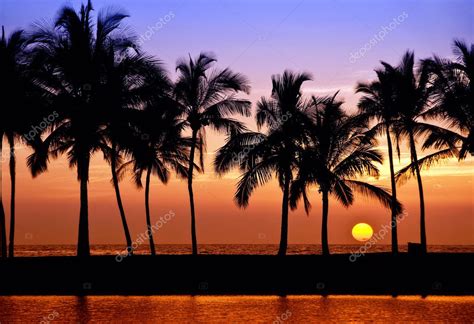 Hawaiian palm tree sunset — Stock Photo © krisrobin #11533561