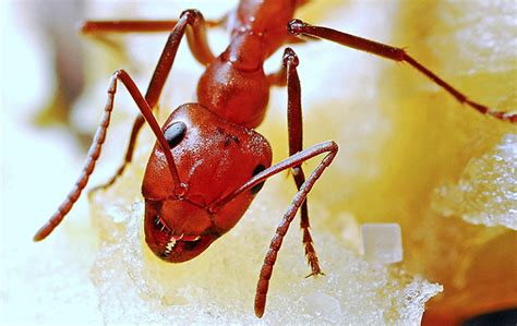 The Incredibly Amazing Ant: Pointe Pest Control