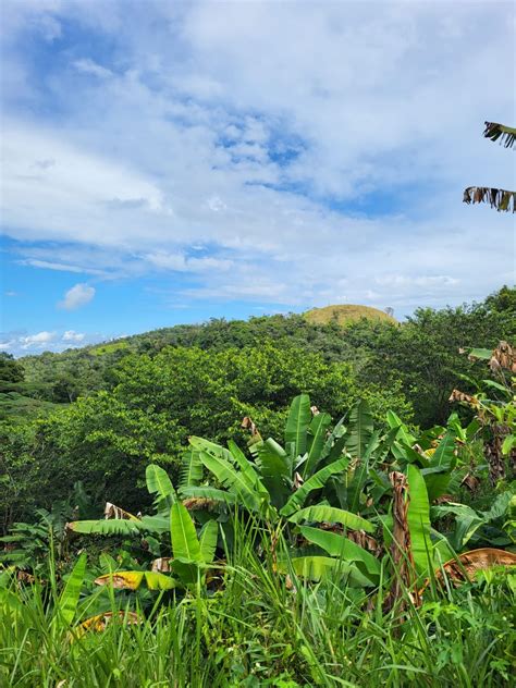 The City of Coffee: Maricao's Annual Coffee festival — Hacienda ...