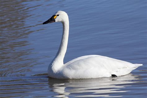 Nature Canada – Birds and Climate: Swans Move North