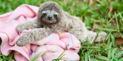 Cutest Baby Sloth On a Blanket Image On Grass - Sloth Of The Day