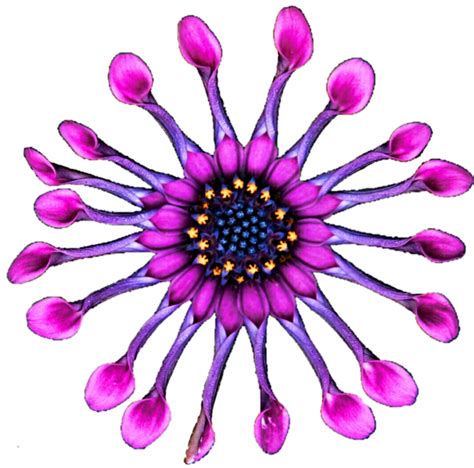 Daisy clipart purple, Picture #868021 daisy clipart purple