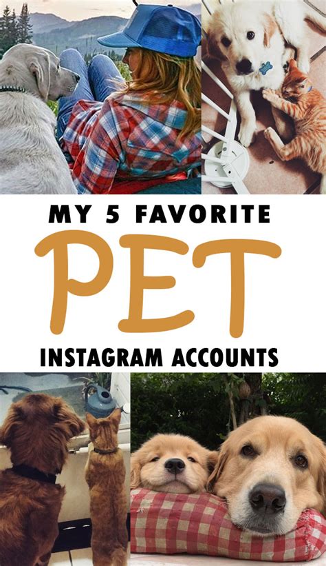 My 5 Favorite Pet Instagram Accounts ~ Life with Lolo