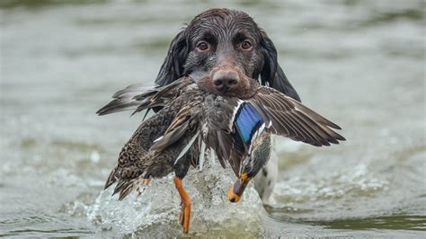 Wild Duck Hunting, Czech Republic - Availability on GunsOnPegs