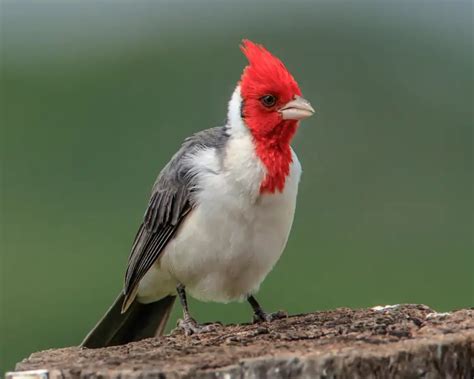 Red-Crested Cardinal - Facts, Diet, Habitat & Pictures on Animalia.bio