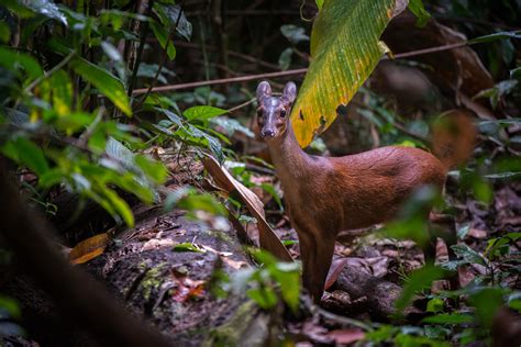 Central American Red Brocket | Sean Crane Photography