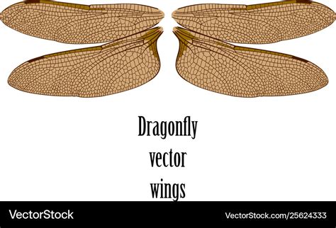 Dragonfly wings Royalty Free Vector Image - VectorStock