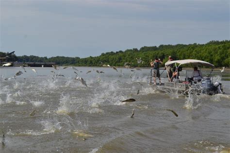 Government agencies to spend $74 million on Asian carp control | The ...