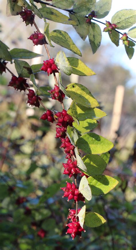 Symphoricarpos orbiculatus, Coralberry at Toadshade Wildflower Farm