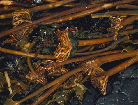 Kelp or brown algae, Laminaria sp. - Stock Image - B309/0002 - Science Photo Library