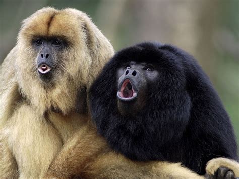 We’ve either got big mouths or big balls – but we can’t have both | Howler monkeys are among the ...