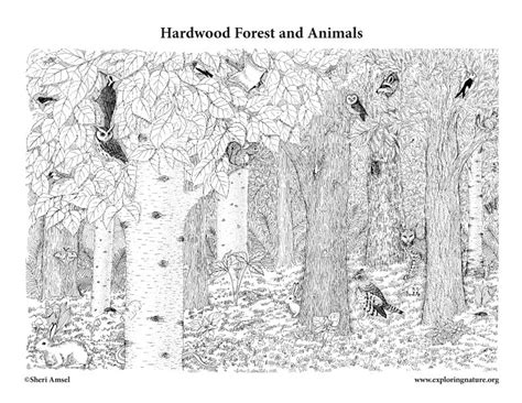 Hardwood Forest and Animals Coloring Page