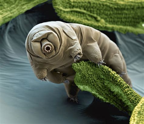 AudiePedia: Tardigrandes, The Indestructable Water Bear