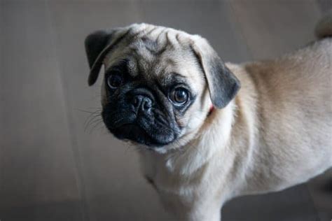 What Do Fawn Pugs Look Like