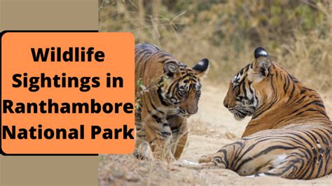 Wildlife Sightings in Ranthambore National Park - WildTrails | The One-Stop Destination for all ...