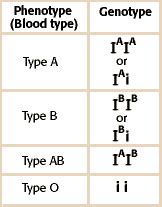 Monohybrid Cross Problem Set