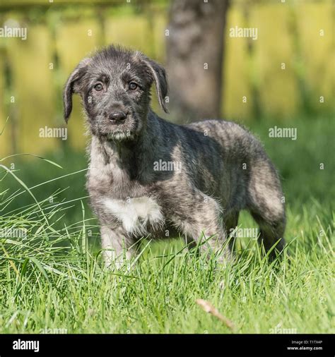 Irish wolfhound puppy Stock Photo - Alamy