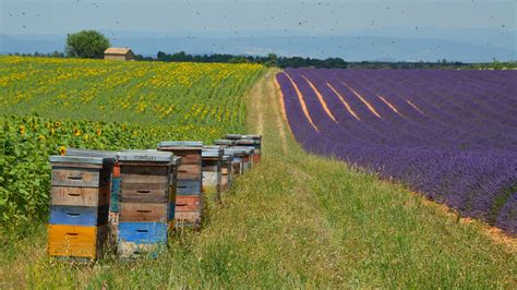 Lavender Fields Photos, Download The BEST Free Lavender Fields Stock ...