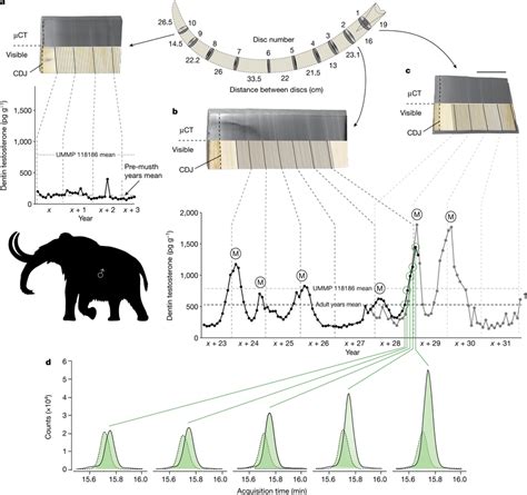 Male woolly mammoth tusk record displaying evidence of musth Dentin... | Download Scientific Diagram