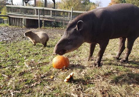 Metro Richmond Zoo gives animals a Halloween treat | WRIC ABC 8News