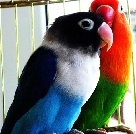 Lovebirds For Hobbyist | cute animal names