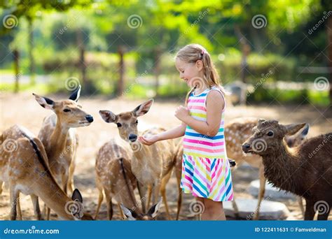 Child Feeding Wild Deer at Zoo. Kids Feed Animals. Stock Image - Image of outdoor, nature: 122411631