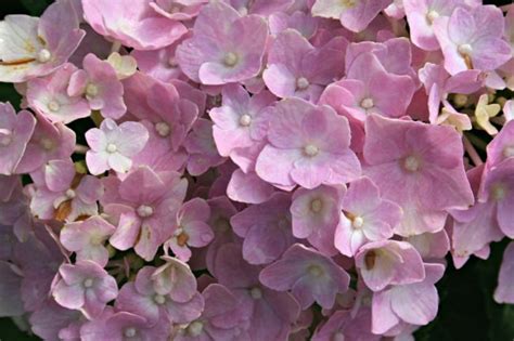 Hydrangea Care - Home Garden Joy