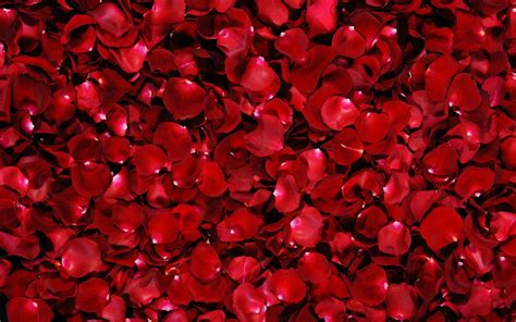 Red Roses Backgrounds - Wallpaper Cave