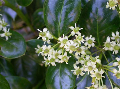 Ilex cornuta, Chinese holly | Trees of Stanford & Environs