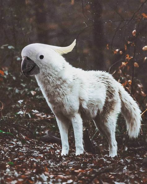 This Artist Can’t Stop Creating Weird and Wonderful Animal Hybrids in Photoshop