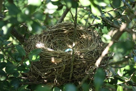 Fanatic Cook: Catbird Nest Vs. Cardinal Nest