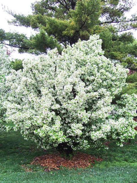 Dwarf Flowering Crabapple Trees Zone 5 : Trees Safe for Septic Systems | Flowering crabapple ...