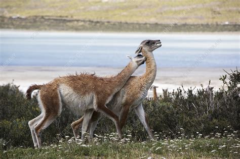 Male guanacos fighting, Patagonia, Chile - Stock Image - C050/6646 ...