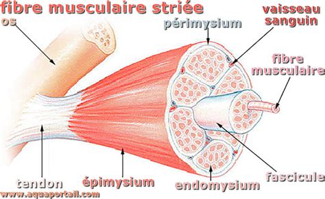 Endomysium : définition et explications