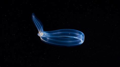 Leptocephalus-Larve Leptocephalus-Larvae