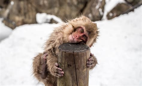 Japan’s snow monkeys soaking in hot springs | Places Happen