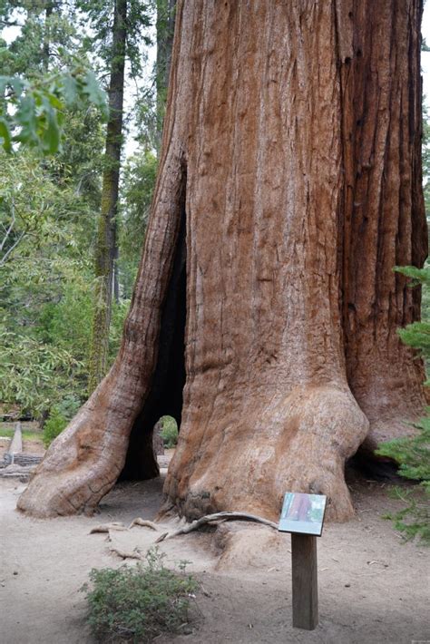 Sequoia National Forest – chrisgross.de