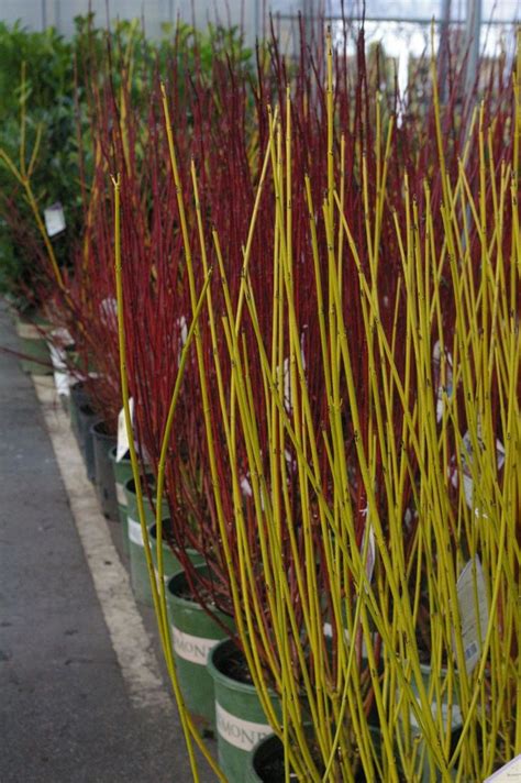 Dogwood 'Yellow Twig' | Yellow twig dogwood, Winter garden, Dogwood trees