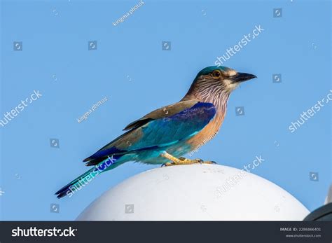 124 Neelkanth Bird Images, Stock Photos, 3D objects, & Vectors ...