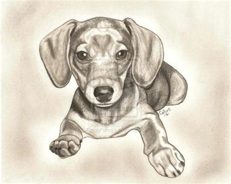 Daschund Pencil Art | Dachshund drawing, Dachshund painting, Dachshund art