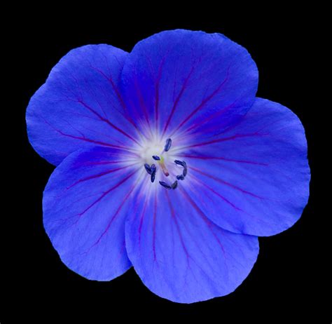 Neon Blue | Tiny bright blue flower in our garden. A Cranesb… | Flickr