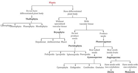 Flow Chart of Plantae - CBSE Class 9 - Learn CBSE Forum