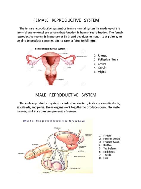 Encircle All Organs Of The Male Reproductive System : G.s.c. Cat Dissection Internal Organs ...